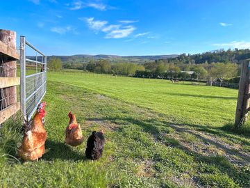 The farm's chickens doing their site inspection