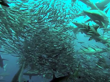 The famed sardine run in nearby port st johns