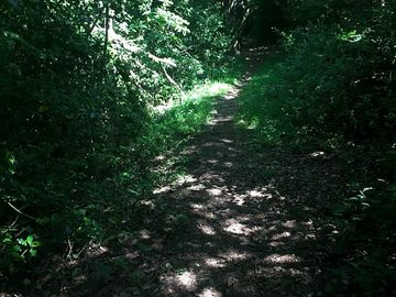 Woodland