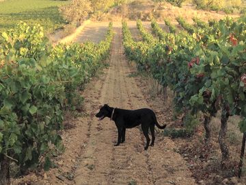 Misty in the Syrah vines (added by manager 27 Apr 2015)