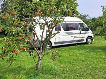 Pitches in the orchard