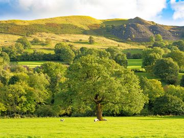 Oak in the middle of our meadow