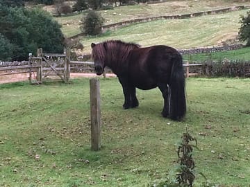 Pony in neighbours field (added by manager 10 Oct 2017)