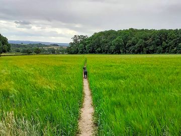 Campsite views (added by manager 19 Jul 2023)