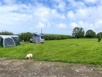 Electric grass pitch; dogs welcome