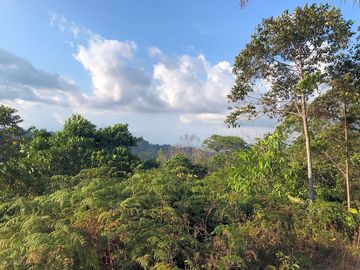 Look over the rainforest