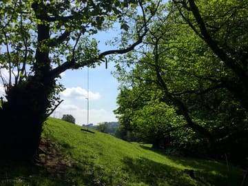 Hazel and Elm trees in the bluebell hollow (added by manager 01 Jun 2017)