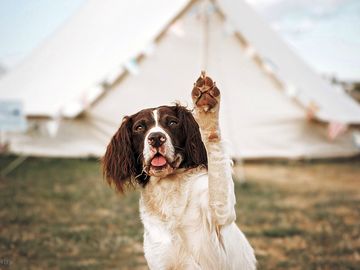 A dog-friendly site