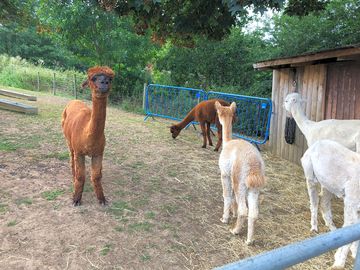 Alpacas!
