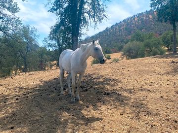 Horses roam free around the property