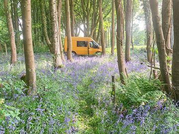 View to a secluded woodland pitch