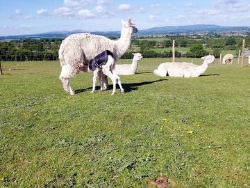 Clee and severn valley views