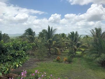 Coconut trees in the park