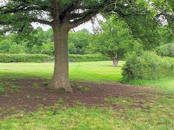 Shade from trees