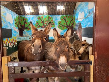 Donkeys on the farm