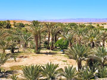 Pitches among the palm grove
