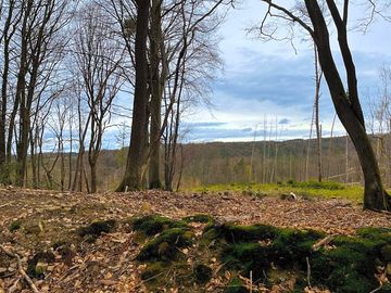 The woods