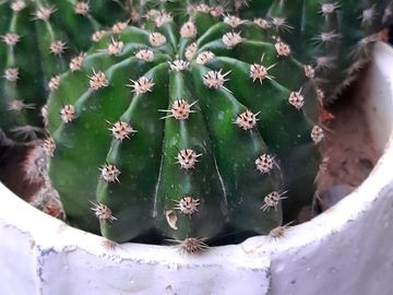 Riconoscimento e utilizzo in cucina delle erbe spontanee