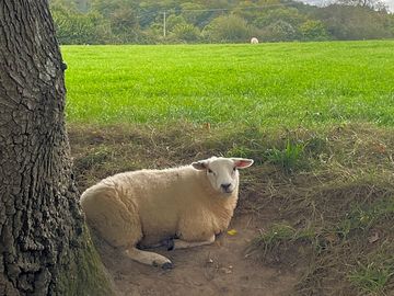 Sheep graze in neighbouring fields