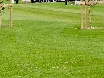Mown grass pitches