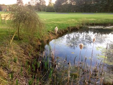 Small wildlife pond
