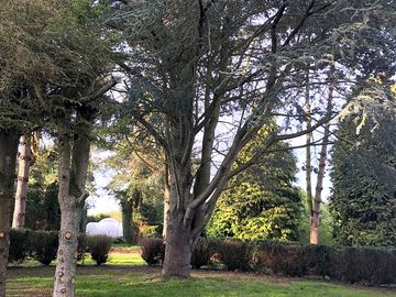 Pitch among trees