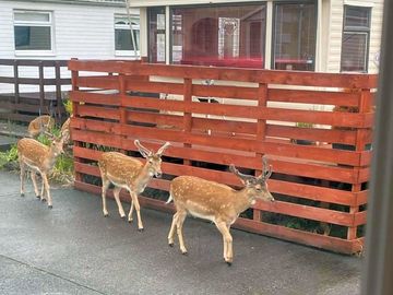 Local wildlife