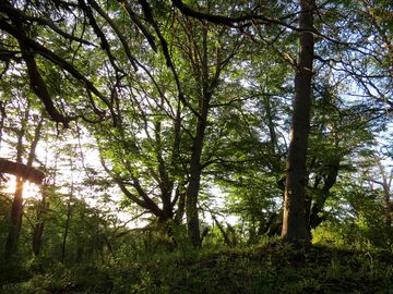 Pitch sheltered by trees