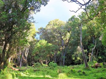 Untamed forest floor
