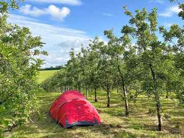 Visitor image of their tent amongst the apple trees