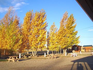 Picnic tables surrounded by trees