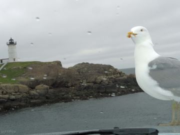 Seagulls and lighthouses are fun to photograph
