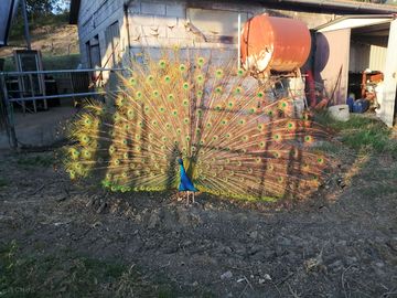 Peacock