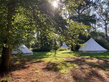 Bell tents alongside the woodland glade