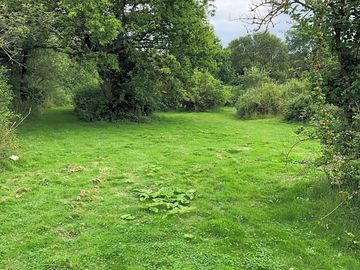 Lots of greenery