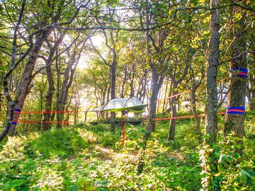 Woodland tree tent pitch