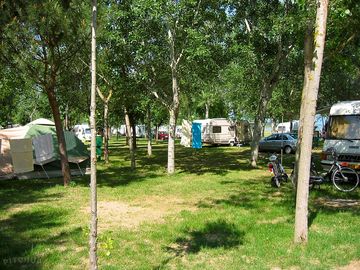 Among the trees
