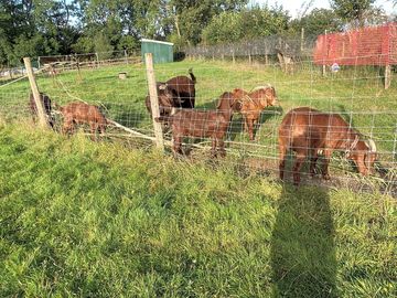 The cheeky goats