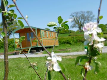 Apple and cherry blossom