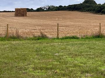 Recently cut hay