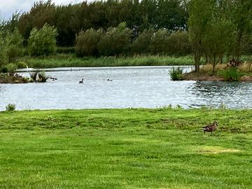 Meadow lake