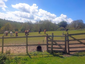 Alpacas