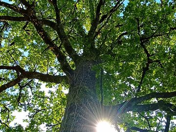 Leafy trees
