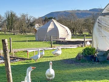 View of pet geese, tent for rent and Farleton Knott in the background