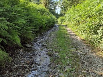 Bridleway through birks wood