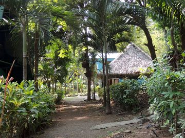 Pathway through the site