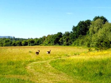 Deer on our nature trail