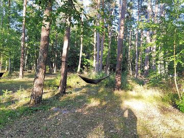 Relax amongst the pin trees