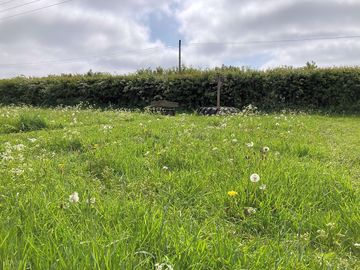 Wild meadow area