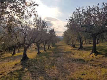 Olive grove